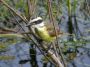 Day02 - 33 * Great Kiskadee